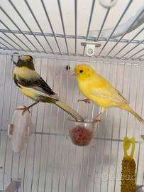 Coppia di canarini maschi