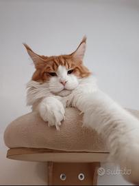 Maschio maine coon per accoppiamento