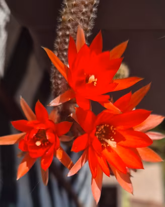 cactus pianta grassa 