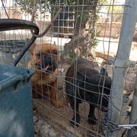 Dog francese