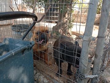 Dog francese