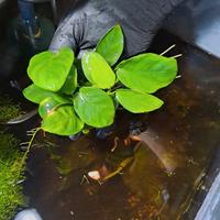 Anubias sp.