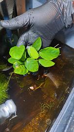 Anubias sp.