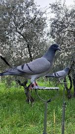 Piccioni caccia al colombaccio