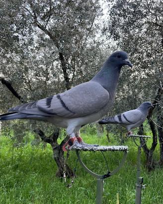 Piccioni caccia al colombaccio