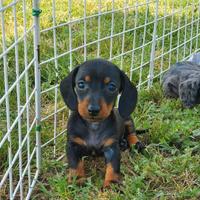 Cucciola di bassotto dachshund