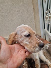 Cuccioli di setter inglese