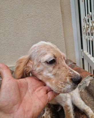Cuccioli di setter inglese