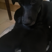 Cuccioli di cane ?