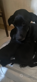 Cuccioli di cane ?