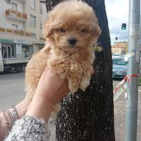 Barboncino mini toy asiatico