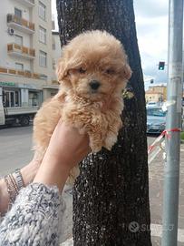 Barboncino mini toy asiatico