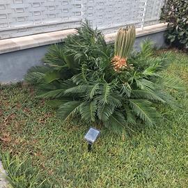 cycas piccole