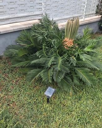 cycas piccole
