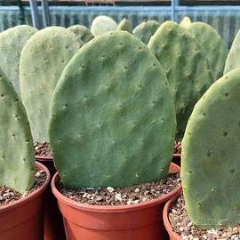 Piante di Fico d’India 