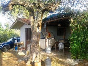 OLIVETA 4.600mq - con ANNESSO colline Palaia