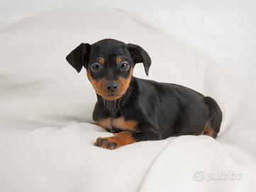 Cucciola di Pinscher nero focato femmina
