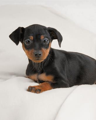 Cucciola di Pinscher nero focato femmina