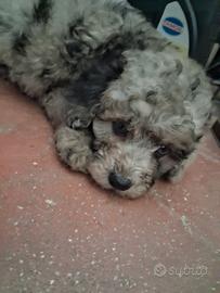 barboncino merle