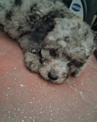 barboncino merle
