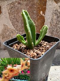 Pianta Stapelia gigantea 
