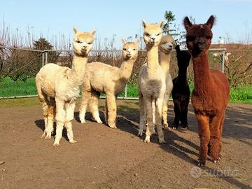 Alpaca