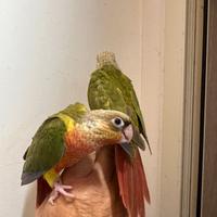 Pyrrhura