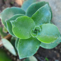 Crassula lactea piante grasse