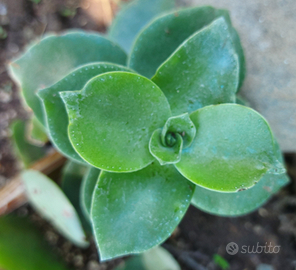 Crassula lactea piante grasse