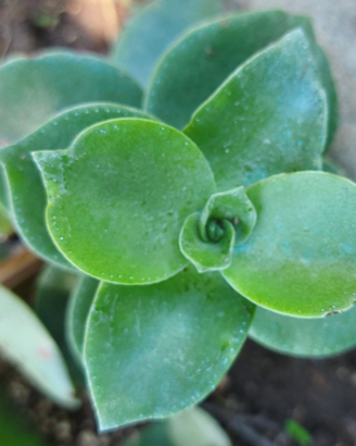 Crassula lactea piante grasse