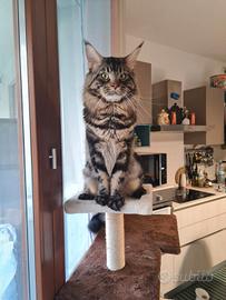 Maine coon disponibile per monta