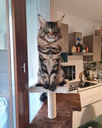 Maine coon disponibile per monta