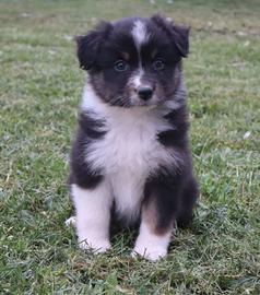Pastore australiano/ australian sheperd