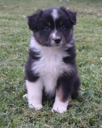 Pastore australiano/ australian sheperd