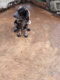 Setter inglese