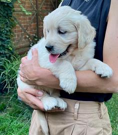 Cuccioli golden Retriever con pedigree