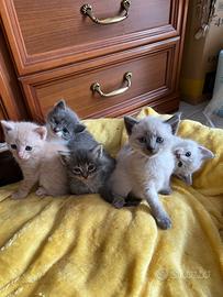 Gattini in adozione