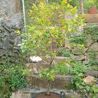 Pianta di camelia