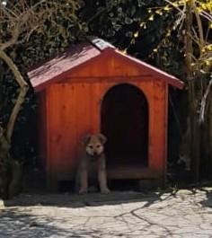 Cuccioli di pastore tedesco