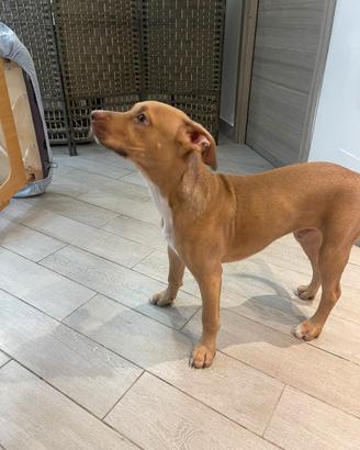Pitbull