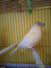 Canarini gloster in blocco