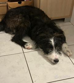 Cucciolo 6 mesi misto border collie