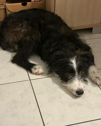Cucciolo 6 mesi misto border collie