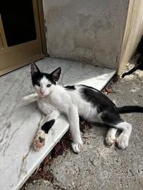 Gattini