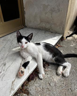 Gattini