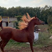 Fattrice purosangue arabo