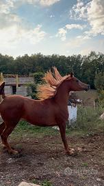 Fattrice purosangue arabo