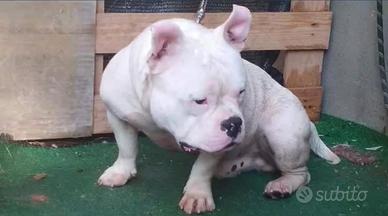 American bully