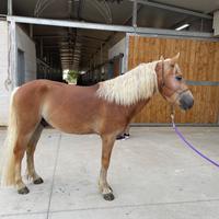 Cavallo pony