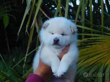 Meraviglioso Shiba Inu